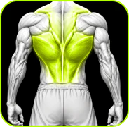 Back Anatomy Icon